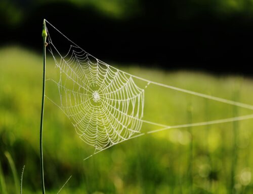 Web of relationships